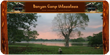 banyan camp udawalawa
